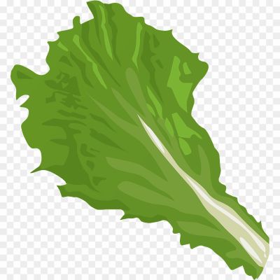 Lettuce-PNG-Photos-Y071P1G1.png