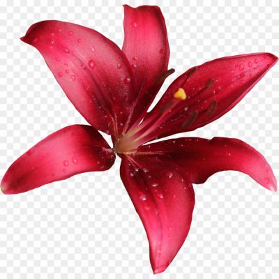 Lily-PNG-Free-Download-8XY81KM9.png