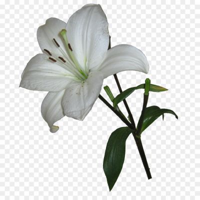 Lily-PNG-Photos-CX4EHQA6.png