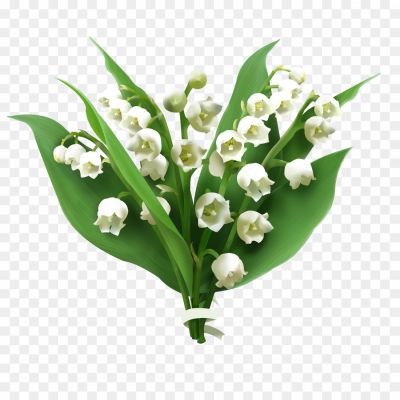 Lily-of-The-Valley-PNG-Picture-H1OFR7GE.png