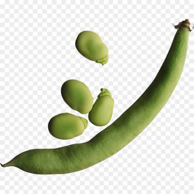 Lima-Beans-PNG-HD-Isolated-X7DHR2GJ.png