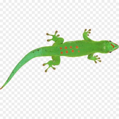 Lizard, Reptile, Scaly, Cold-blooded, Four-legged, Tail, Scales, Diverse Species, Gecko, Iguana, Chameleon, Monitor Lizard, Skink, Lizard Habitat, Lizard Behavior, Lizard Diet, Lizard Reproduction, Lizard Adaptations, Lizard Classification, Lizard Symbolism.