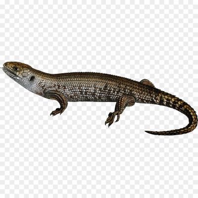 Lizard, Reptile, Scaly, Cold-blooded, Four-legged, Tail, Scales, Diverse Species, Gecko, Iguana, Chameleon, Monitor Lizard, Skink, Lizard Habitat, Lizard Behavior, Lizard Diet, Lizard Reproduction, Lizard Adaptations, Lizard Classification, Lizard Symbolism.