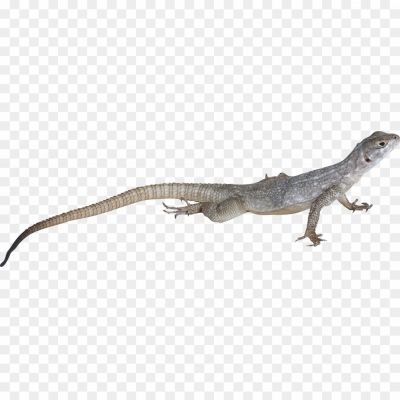 Lizard Transparent Background GAOOR5LU - Pngsource