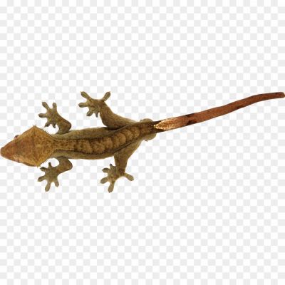 Lizard Transparent PNG 52SA5Q6A - Pngsource