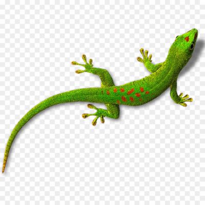 Lizard, Reptile, Scaly, Cold-blooded, Four-legged, Tail, Scales, Diverse Species, Gecko, Iguana, Chameleon, Monitor Lizard, Skink, Lizard Habitat, Lizard Behavior, Lizard Diet, Lizard Reproduction, Lizard Adaptations, Lizard Classification, Lizard Symbolism.