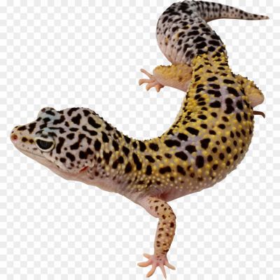 Lizard, Reptile, Scaly, Cold-blooded, Four-legged, Tail, Scales, Diverse Species, Gecko, Iguana, Chameleon, Monitor Lizard, Skink, Lizard Habitat, Lizard Behavior, Lizard Diet, Lizard Reproduction, Lizard Adaptations, Lizard Classification, Lizard Symbolism.