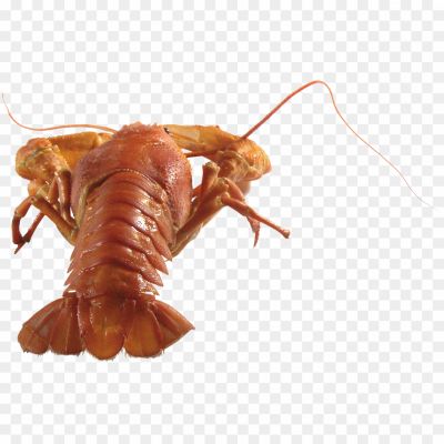 Lobster-No-Background-Clip-Art-GB7IIIRD.png