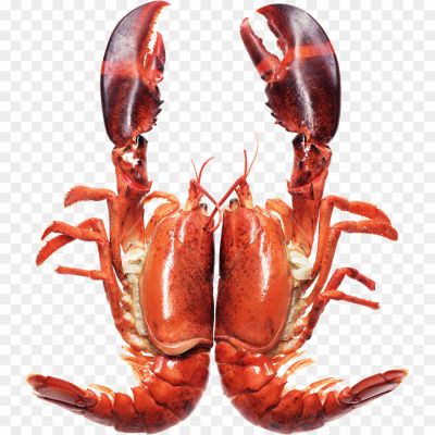 Lobster-No-Background-OBH4BQYT.png