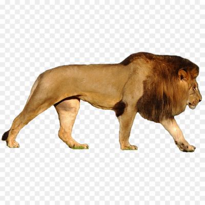 Lion, Majestic Animal, King Of The Jungle, Powerful Predator, Symbol Of Strength And Courage, Mane, Roaring Sound, Social Structure, Wildlife Conservation, Big Cat, Regal Appearance, Safari Experience, Wildlife Photography, Wildlife Documentary, National Animal (in Some Countries)
