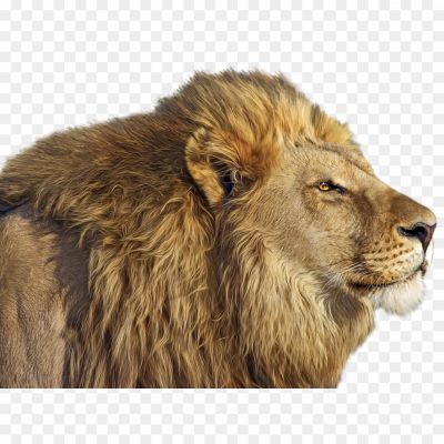 Loin, Sher, Nhar, Loin King