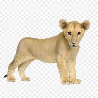 Lion, Majestic Animal, King Of The Jungle, Powerful Predator, Symbol Of Strength And Courage, Mane, Roaring Sound, Social Structure, Wildlife Conservation, Big Cat, Regal Appearance, Safari Experience, Wildlife Photography, Wildlife Documentary, National Animal (in Some Countries)