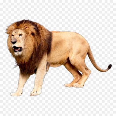 Lion, Majestic Animal, King Of The Jungle, Powerful Predator, Symbol Of Strength And Courage, Mane, Roaring Sound, Social Structure, Wildlife Conservation, Big Cat, Regal Appearance, Safari Experience, Wildlife Photography, Wildlife Documentary, National Animal (in Some Countries)