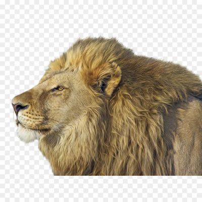 Lion, Majestic Animal, King Of The Jungle, Powerful Predator, Symbol Of Strength And Courage, Mane, Roaring Sound, Social Structure, Wildlife Conservation, Big Cat, Regal Appearance, Safari Experience, Wildlife Photography, Wildlife Documentary, National Animal (in Some Countries)