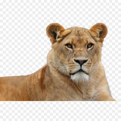 Lion, King Of The Jungle, Majestic Creature, Symbol Of Strength, Power, And Courage, Fierce Predator, Regal Appearance, Golden Mane, Pride And Leadership, Roaring Sound, Wild Cat, Apex Predator, Wildlife Icon, Graceful And Powerful, Safari Experience