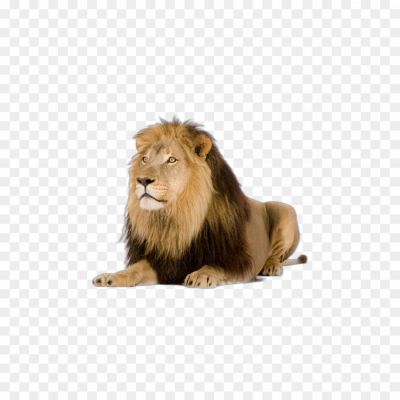 Lion, Majestic Animal, King Of The Jungle, Powerful Predator, Symbol Of Strength And Courage, Mane, Roaring Sound, Social Structure, Wildlife Conservation, Big Cat, Regal Appearance, Safari Experience, Wildlife Photography, Wildlife Documentary, National Animal (in Some Countries)