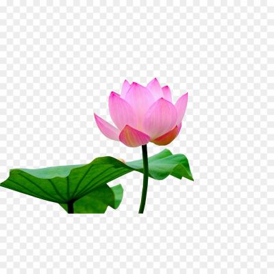 Lotus-Flower-PNG-Transparent-Image-A2K3JNTU.png PNG Images Icons and Vector Files - pngsource