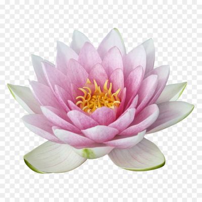 Lotus-Flower-Transparent-Background-OYHPS83M.png