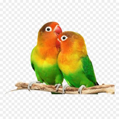 Love-Birds-PNG-Images-HD.png