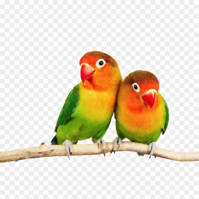 Love-Birds-Transparent-Background.png PNG Images Icons and Vector Files - pngsource