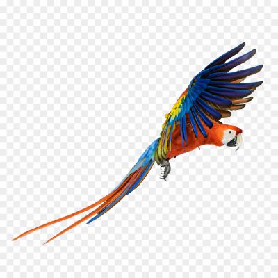 Macaw-PNG-Free-File-Download-1.png