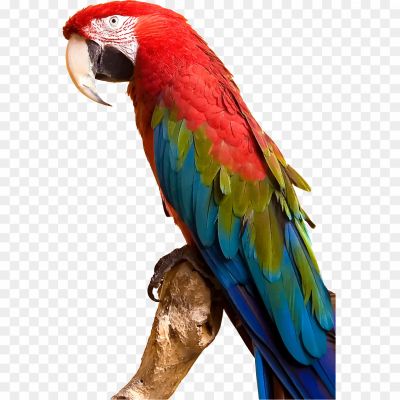 Macaw-PNG-Photo-Image.png PNG Images Icons and Vector Files - pngsource