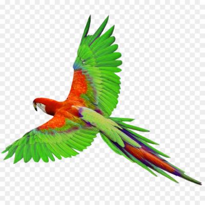 Macaw-PNG-Photos-1.png