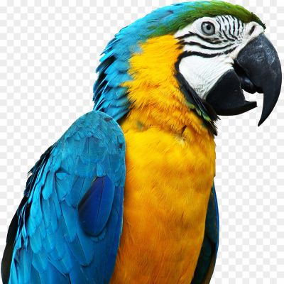 Macaw-PNG-Pic-Background.png