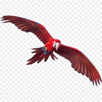 Macaw-Transparent-Free-PNG.png PNG Images Icons and Vector Files - pngsource