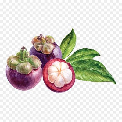 Mangosteen-PNG-Isolated-File-ZO6ZU0AF.png