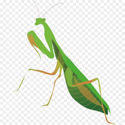 Mantis, Praying Mantis, Insect, Predator, Ambush Hunter, Camouflage, Mantis Species, Mantis Anatomy, Mantis Behavior, Mantis Habitat, Mantis Life Cycle, Mantis Egg Case, Mantis Wings