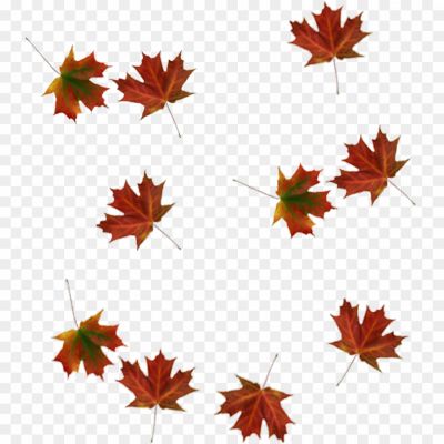 Autumn Leaf, Leaf PNG, Autumn Leaf Silhouette, Fall Leaf, Colorful Leaf, Leaf Pile, Leaf Texture, Leaf Pattern, Maple Leaf, Oak Leaf, Elm Leaf, Birch Leaf, Aspen Leaf, Leaf Decoration, Leaf Art, Leaf Design, Leaf Illustration, Leaf Photography