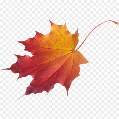 Maple-Leaf-PNG-Clipart-Pngsource-YF7GUNRJ.png