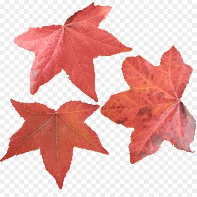 Maple-Leaf-PNG-Picture-1-Pngsource-COI6OMFB.png PNG Images Icons and Vector Files - pngsource