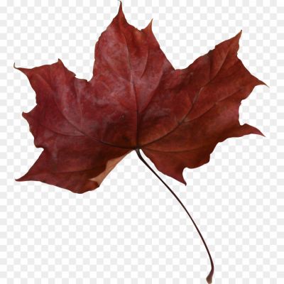 Maple-Leaf-PNG-Transparent-Picture-1-Pngsource-NRZ7M9AZ.png