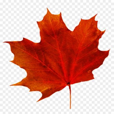 Maple-Leaf-Transparent-PNG-Pngsource-MA3FPOS1.png