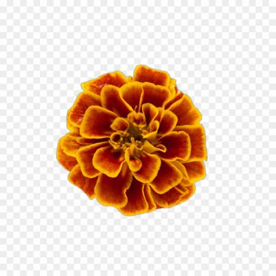 PNG Flowers, Floral Design, Flower Clipart, Flower Graphics, Transparent Flowers, Floral Illustration, Digital Flowers, Flower Prints, Botanical Art, Floral Pattern