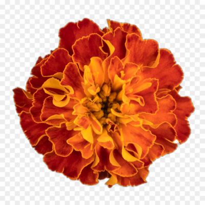 Marigold, Annual Flower, Bright Colors, Tagetes Genus, Garden Plant, Orange And Yellow Petals, Medicinal Properties, Festive Decorations, Companion Planting, Marigold Garland