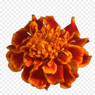 Marigold, Flowers, Orange, Yellow, Bright, Vibrant, Petals, Garden, Floral, Festive, Decorative