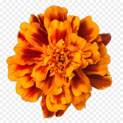 PNG Flowers, Floral Design, Flower Clipart, Flower Graphics, Transparent Flowers, Floral Illustration, Digital Flowers, Flower Prints, Botanical Art, Floral Pattern