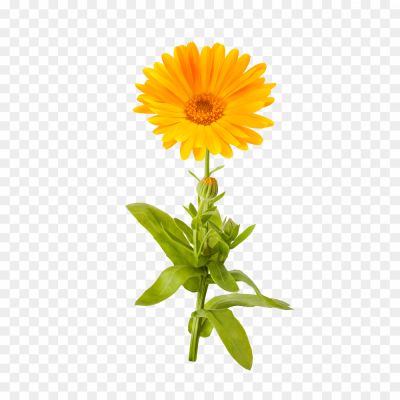 Marigold-PNG-Picture-9DGUWJWM.png