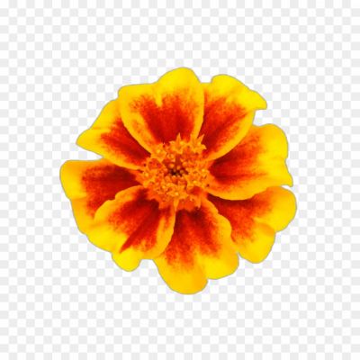 Marigold, Annual Flower, Bright Colors, Tagetes Genus, Garden Plant, Orange And Yellow Petals, Medicinal Properties, Festive Decorations, Companion Planting, Marigold Garland