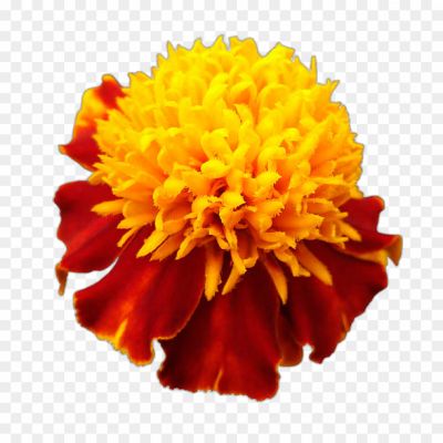 Marigold, Flowers, Orange, Yellow, Bright, Vibrant, Petals, Garden, Floral, Festive, Decorative