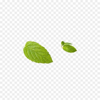 Mint-leaves-PNG-Free-Download-JB30R2H7.png