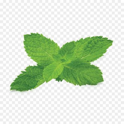 Mint-leaves-PNG-Image-5HC5OITR.png