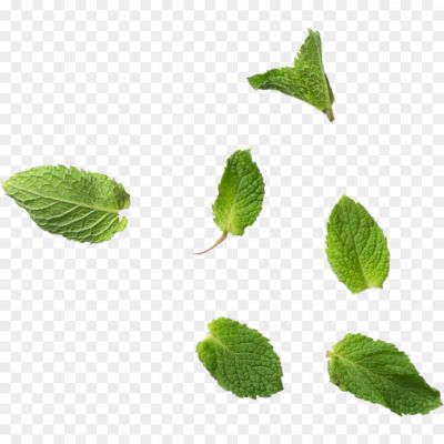 Mint-leaves-PNG-Isolated-File-P0DME28V.png
