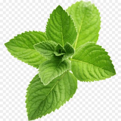 Mint Leaves, Aromatic Herb, Fresh Mint, Mint Plant, Mint Sprig, Mint Tea, Mint Flavor, Culinary Herb, Refreshing, Cooling, Spearmint, Peppermint, Herbal Remedy, Mint Essential Oil, Mint Recipes, Garnish, Cocktails, Beverages
