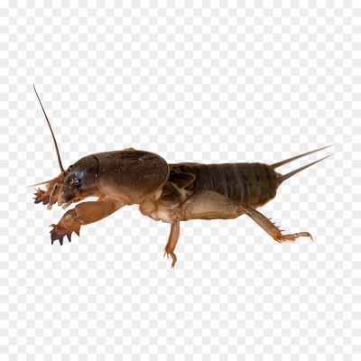 Mole Cricket Image PNG - Pngsource