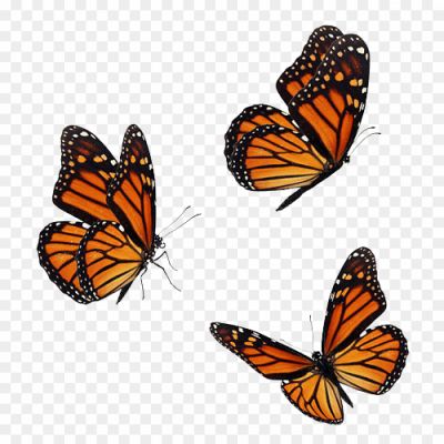 Monarch-Butterfly-with-shadow-PNG _2892000.png