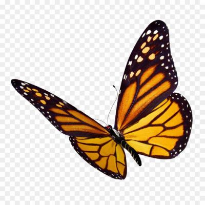 Monarch-Butterfly-with-shadow-PNG _28928.png